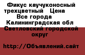 Фикус каучуконосный трехцветный › Цена ­ 500 - Все города  »    . Калининградская обл.,Светловский городской округ 
